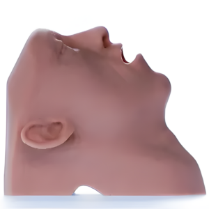 Airway Adjunct Placement Trainer