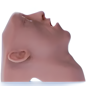 Airway Adjunct Placement Trainer